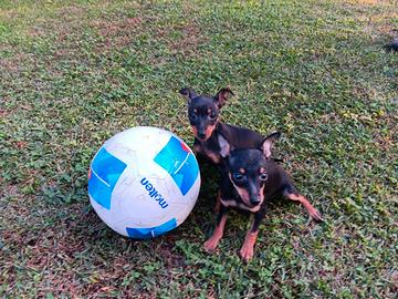 Cuccioli Pinscher nani