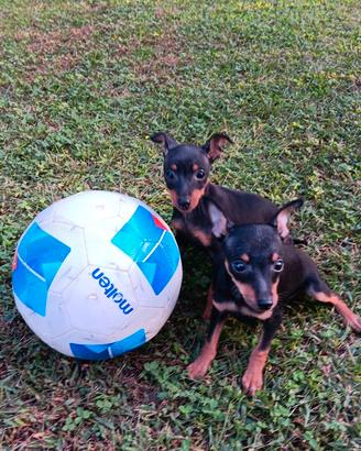 Cuccioli Pinscher nani