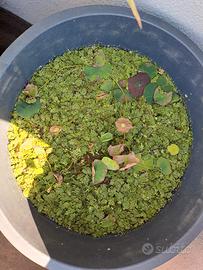 Salvinia e Lemna  S.cambio 