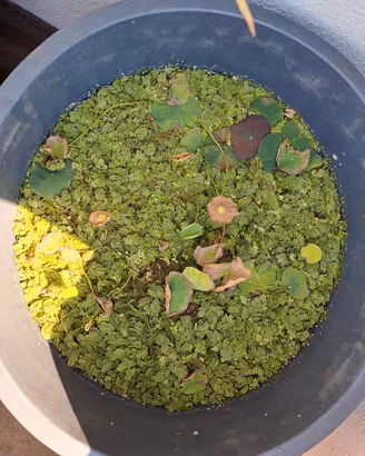 Salvinia e Lemna  S.cambio 