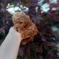 Barboncina red toy mini