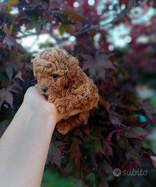 Barboncina red toy mini