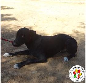 Maschio meticcio - 1 anno circa