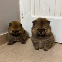 Spitz di pomerania mini toy