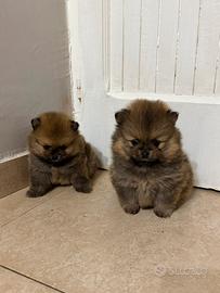 Spitz di pomerania mini toy