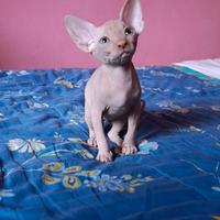 Cucciolo di Canadian sphynx