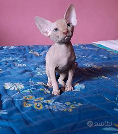 Cucciolo di Canadian sphynx