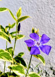 pianta di pervinca
