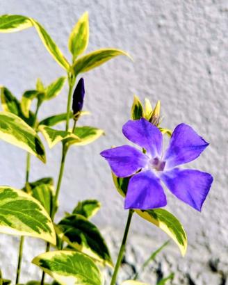 pianta di pervinca