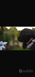 Labrador