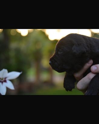Labrador