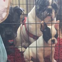 Cucciolo di Bulldog francese