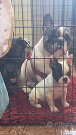 Cucciolo di Bulldog francese