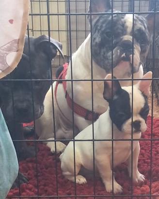 Cucciolo di Bulldog francese