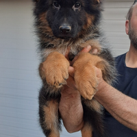 Cucciola pastore tedesco a pelo lungo