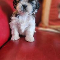 Shih-tzu cuccioli