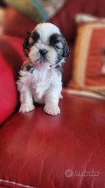 Shih-tzu cuccioli