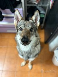 Lupo cecoslovacco