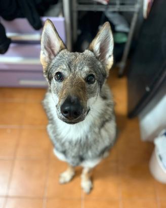 Lupo cecoslovacco