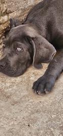 Cuccioli cane corso