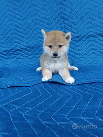 Shiba Inu
