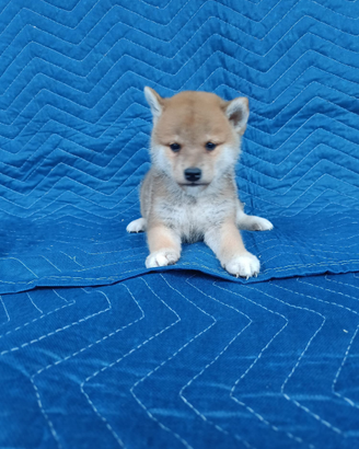 Shiba Inu