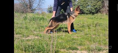 Cucciolona pastore tedesco