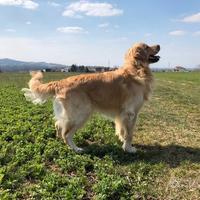 Golden retriver per accoppiamento