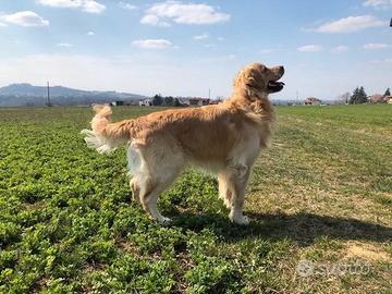 Golden retriver per accoppiamento