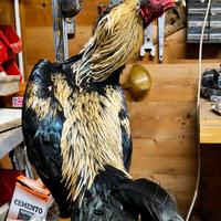 Disponibili Galli O-Shamo