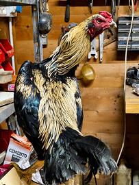 Disponibili Galli O-Shamo