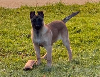 Cucciolo di Malinois