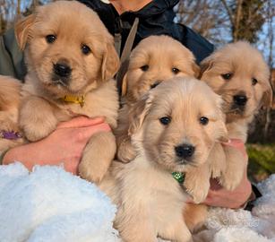 Cuccioli golden retriever