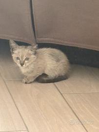Gattino di circa 1/2 mesi