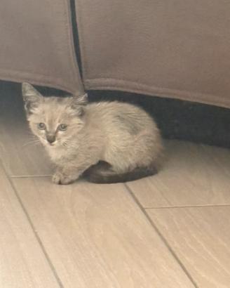 Gattino di circa 1/2 mesi