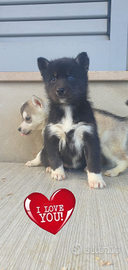 Siberian Husky pedigree Enci