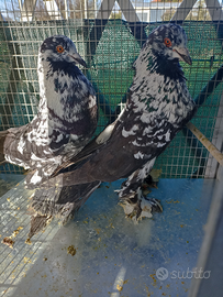 Columbi di Pomerania