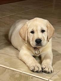 Splendida cucciola Labrador miele con PedigreeENCI