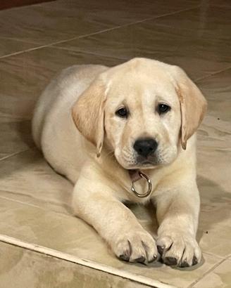 Splendida cucciola Labrador miele con PedigreeENCI