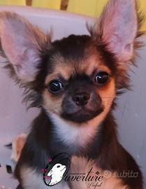 Cucciolo chihuahua con pedigree enci