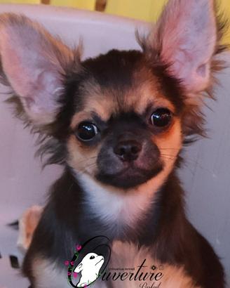 Cucciolo chihuahua con pedigree enci