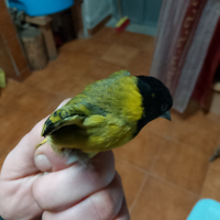 Lucherino testa nera