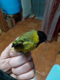 Lucherino e cardellina