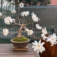 Bonsai Magnolia stellata
