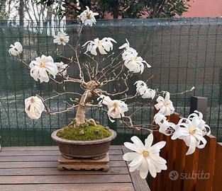 Bonsai Magnolia stellata