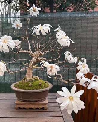 Bonsai Magnolia stellata