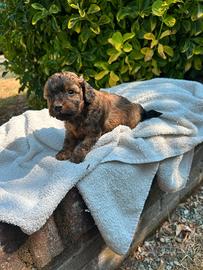 Barboncino toy colore brindle (marrone)