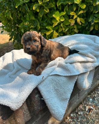 Barboncino toy colore brindle (marrone)