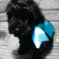 Barboncino toy Nero maschio