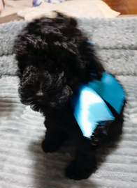 Barboncino toy Nero maschio